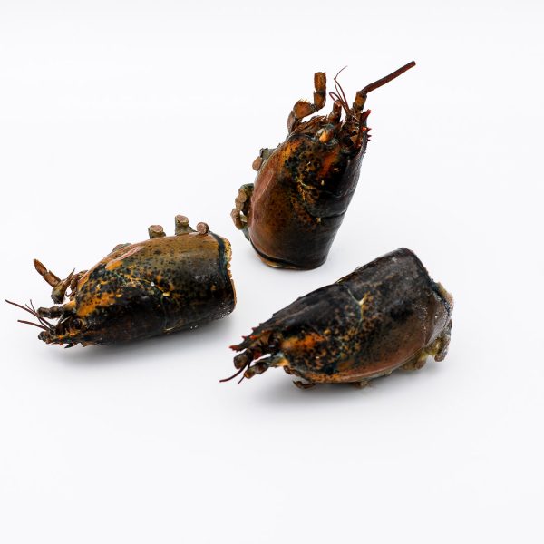 carcasse homard