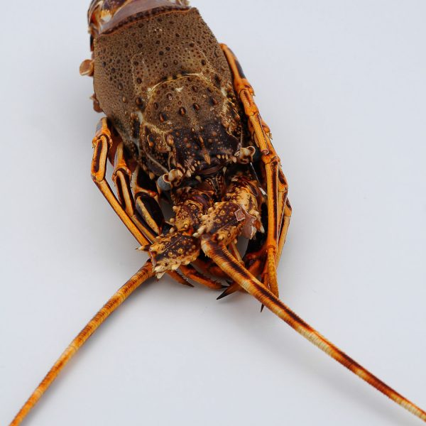 langouste royale