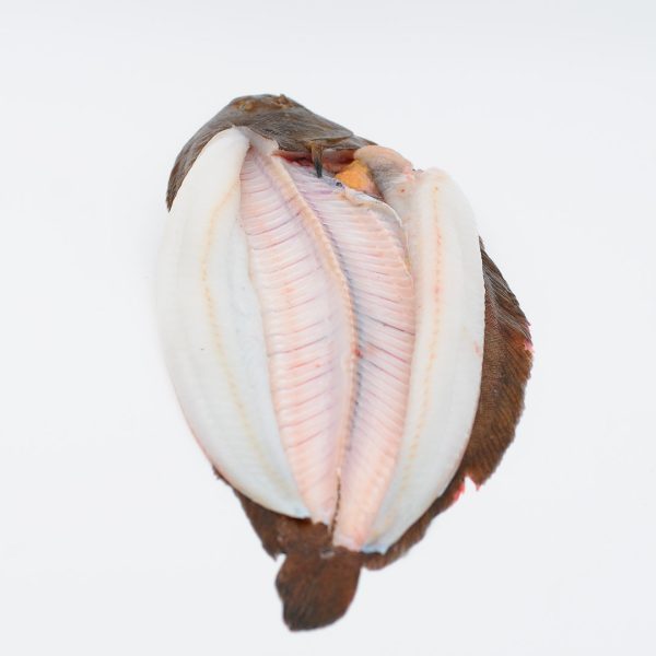 sole 8/1